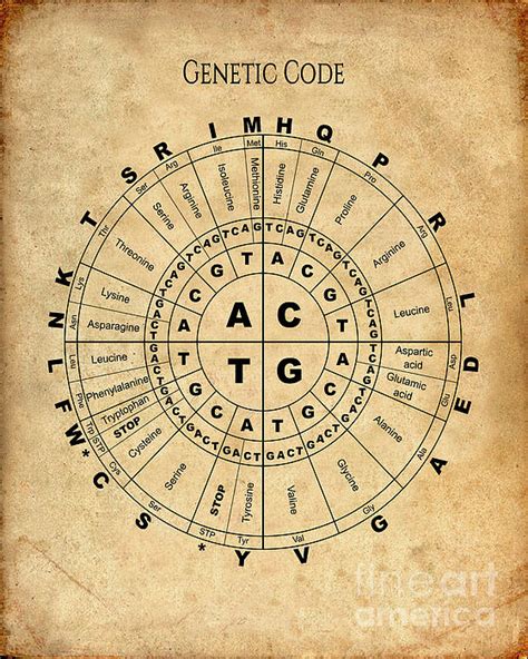 Genetic Code Chart 的图像结果