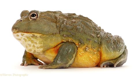 Image result for African Bullfrog vs Python