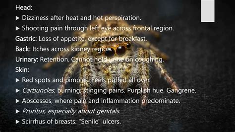 SPIDER GROUP.BHMS.HOMOEOPATHY.MATERIA MEDICA | PPTX - stinging of urine