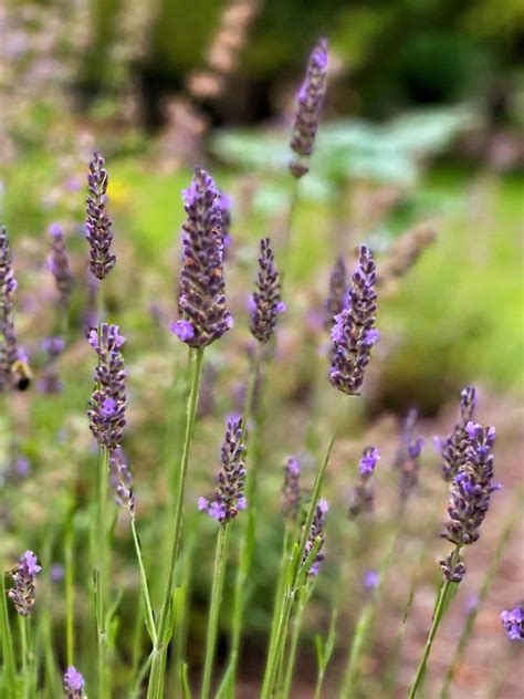 Lavender Flower Close Up
