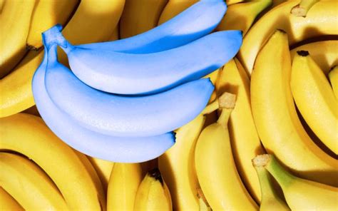 Blue Java Banana Tastes Just Like Vanilla Ice Cream! | WhatsHot Delhi Ncr