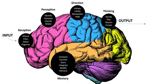 Neurocognitive Skills – Athletes Mental Trainer