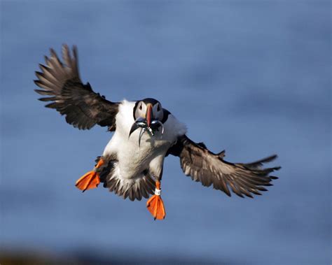 5 things you may not know about the Puffin | Puffin, Puffins bird ...