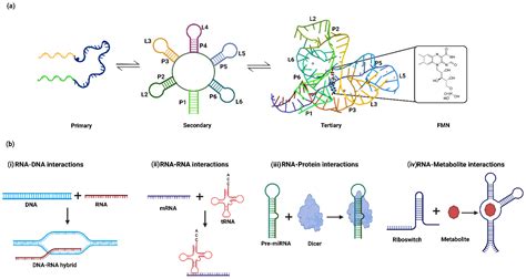 RNA Nucleotide Structure 的图像结果