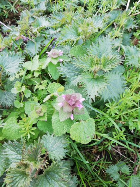 Purple Dead Nettle *Lamium Purpureum* – The Life,Musings and ...