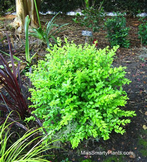 Ligustrum sinense ‘Sunshine’ Light: Full Sun to part shade Size: 3 ...