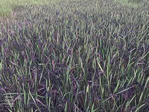 Seeds village 100 Seed of Rarest Krishna Kaumod Paddy : Amazon.in ...