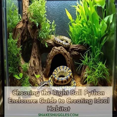 Setting Up Python Enclosure 的图像结果
