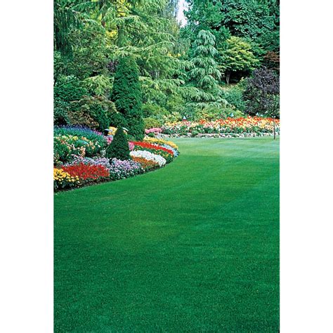 6 lbs. Healthy Lawn Grass Seed, Tall Fescue Variety India | Ubuy
