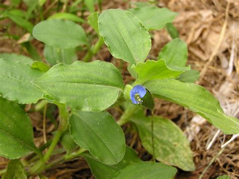 Commelina benghalensis L. | Plants of the World Online | Kew Science