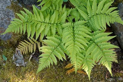 Image result for Fern Types