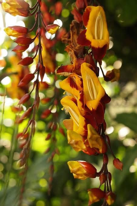 BONOBITHI Thunbergia Mysorensis Clock Vine Creepers & Climbers Flowers ...