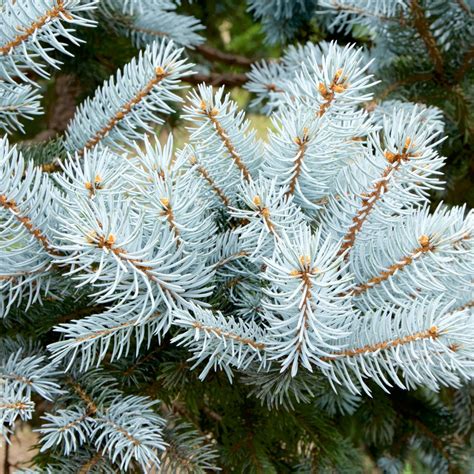 Wild Harvested Himalayan Silver Fir Leaf Essential Oil - Abies ...