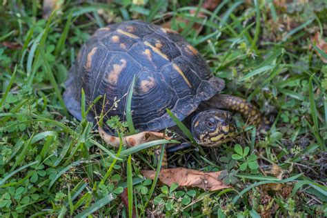 Image result for Female Box Turtle