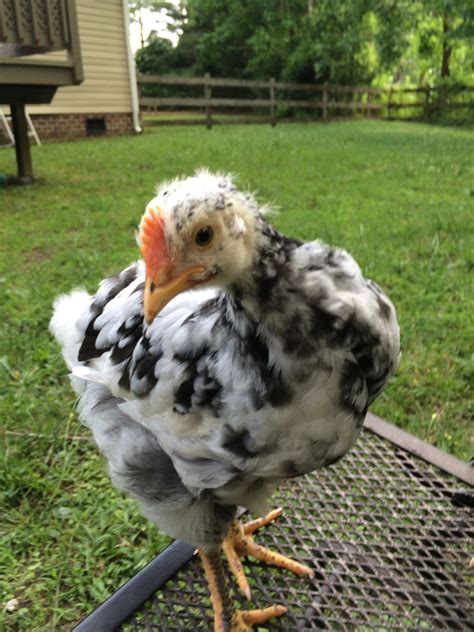 Image result for Mottled Java Chicken