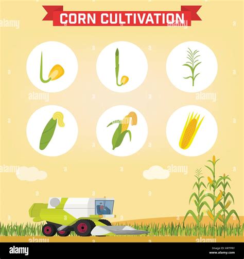Corn Growth Stages High Resolution Stock Photography and Images - Alamy