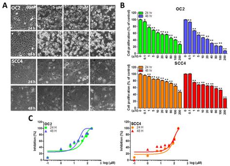 Stellettin B-Induced Oral Cancer Cell Death via Endoplasmic Reticulum ...