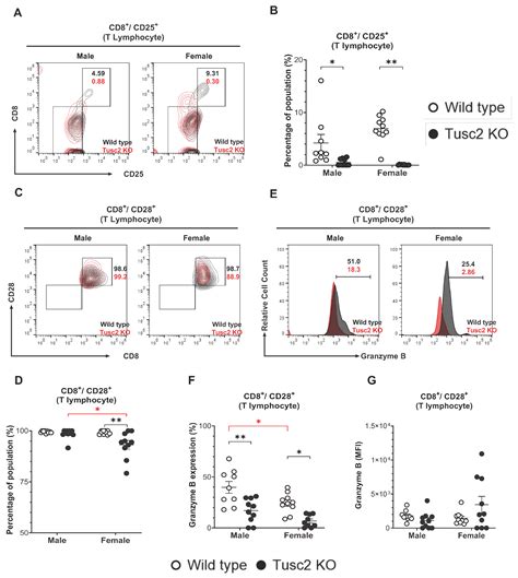Loss of Mitochondrial Tusc2/Fus1 Triggers a Brain Pro-Inflammatory ...