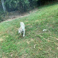 SHANGHAI WILD ANIMAL PARK (2025) All You Need to Know BEFORE You Go ...