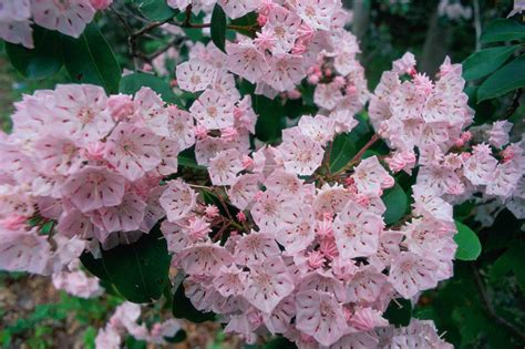 Flowering Shrubs And Small Trees at Sherry Starks blog