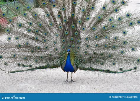 A Magnificent Peacock in the City Park of the Spanish Valladolid Stock ...