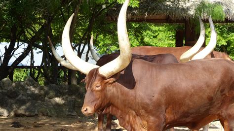 Magnificent Ankole Cows-Uganda cultural safaris-Laba African