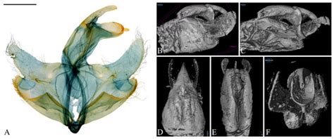 A Non-Destructive Method, Micro-CT, Supports the Identification of ...