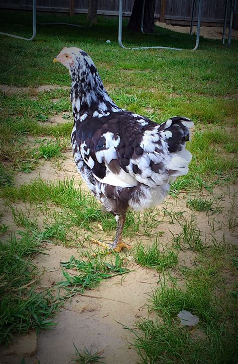 Mottled java babies!? | BackYard Chickens - Learn How to Raise Chickens