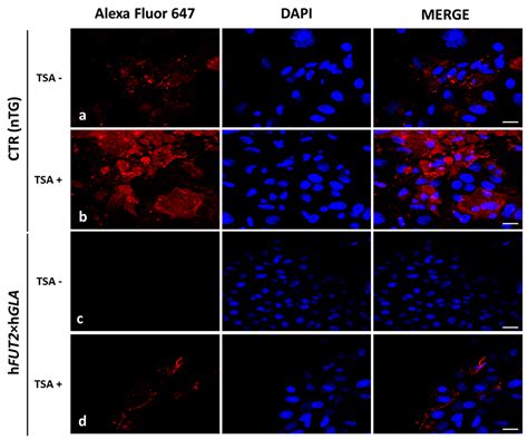 Trichostatin A-Assisted Epigenomic Modulation Affects the Expression ...