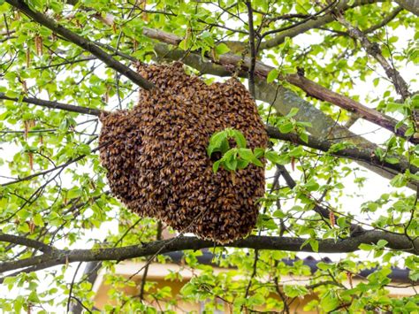 What Do Bees Make Nests From at Zoe Walker blog
