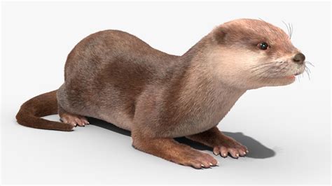 Aquatic Otter Rigged Fur 3D model | 3D Molier International
