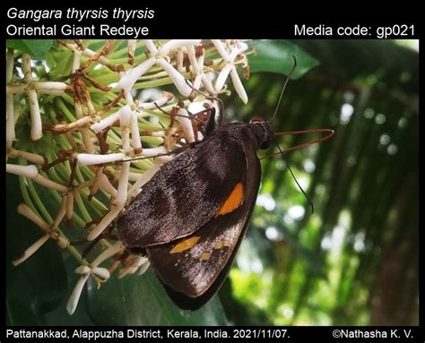 Gangara thyrsis | Butterfly