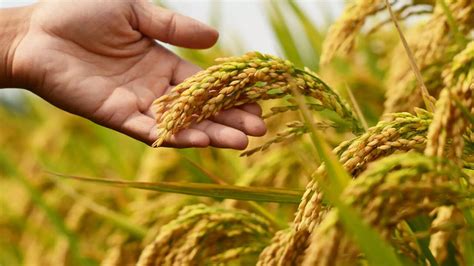 Kinmemai Rice: ಈ ಅಕ್ಕಿ ಬೆಲೆ ಕೇಳಿದ್ರೆ ನೀವು ಅನ್ನ ತಿನ್ನೋದನ್ನೇ ಬಿಡಬಹುದೇನೋ ...