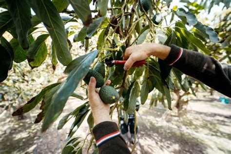 Image result for Avocado Tree Pruning