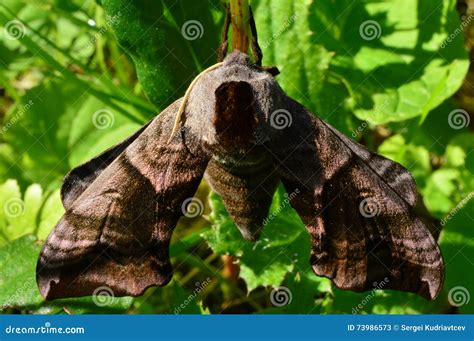 Picture Of A Sphingidae, A Family Of Moths Called Sphinx Moths, Also Colloquially Known As Hawk ...