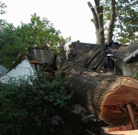 Tree Removal Failures 的图像结果
