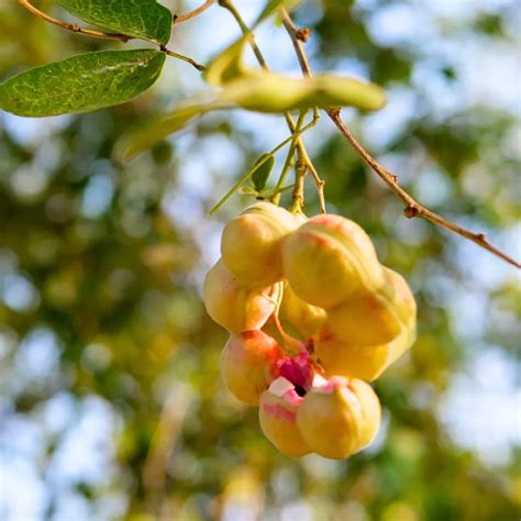 Jungle Jalebi "Thornless" (Pithecellobium Dulce) - Plant – Lalit Enterprise