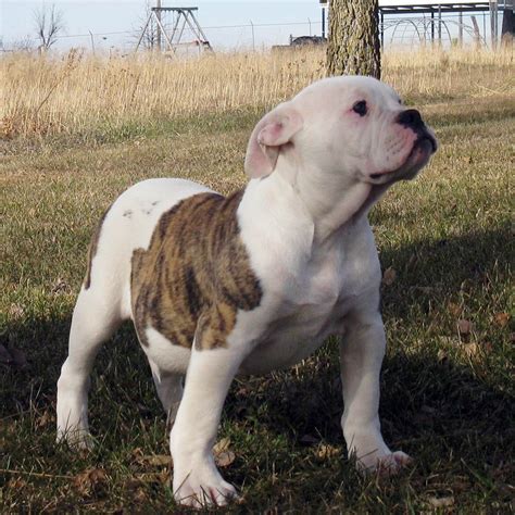 28 Best Images Johnson American Bulldog Puppy / American Bulldog Dog ...