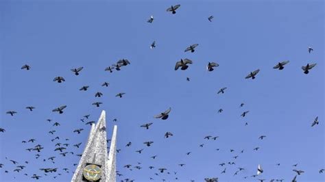 Dead pigeons scare Jharkhand villages | Hindustan Times