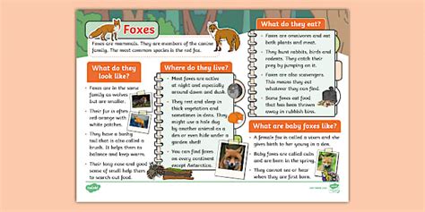KS1 Foxes Fact File | British Wildlife | Save Some Time