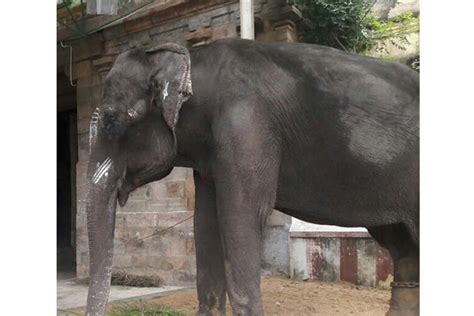 Shifting delayed as 65-yr-old temple jumbo refuses to board lorry
