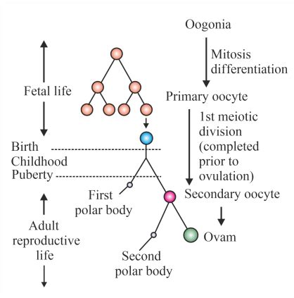 NEET Previous Year Questions (2016-2025): Human Reproduction - Biology ...