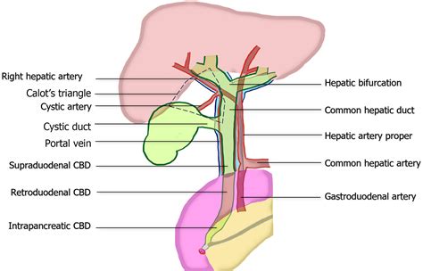 Hepatic Duct Anatomy