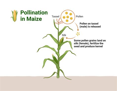 Pollination Importance 的图像结果