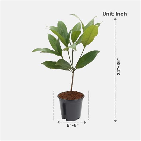 Buy White Kavati Chafa - Magnolia Liliifera Plant Online