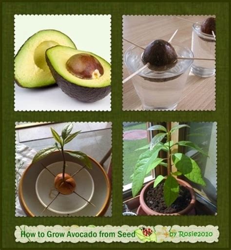 How To Grow Avocado Plant From The Pit at Caitlyn Tooth blog