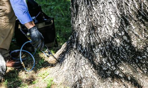 Image result for Tree Injection Insecticide