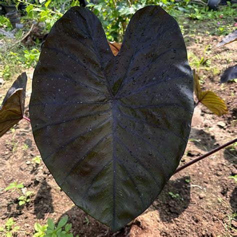 Colocasia – Indian Gardens