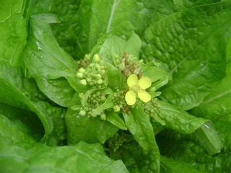 Çin Lahanası Yetiştiriciliği - agaclar.net