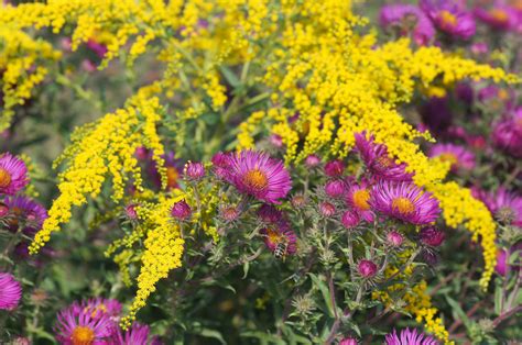The High-Heeled Gardener | Splendor in the Goldenrod and Aster ...
